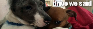 dws_banner_678.jpg